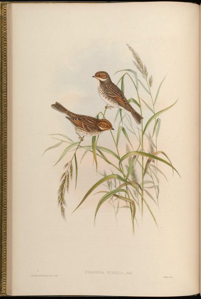 Zwergammer von John Gould